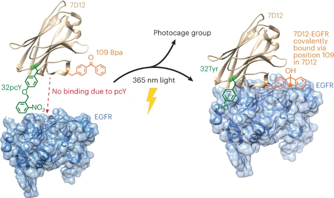 Schema del progetto in questione sul cancro - Credits: Nature Chemical Biology