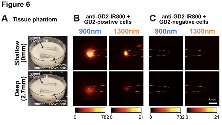 Imaging di un gruppo di cellule colorate al di sotto di materiale che imita i tessuti mediante imaging multispettrale di fluorescenza NIR-I/SWIR - Credits: Cancer Research