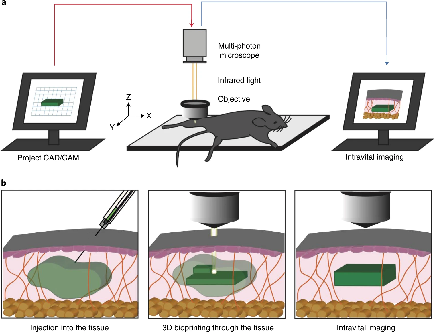 Configurazione bioprinting 3D in vitro e applicazione in vivo con l'iniezione del biomateriale - Credits: Nature Biomedical Engineering