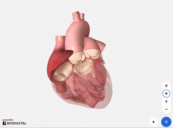 Anatomia del cuore umano - Credits: Biodigital