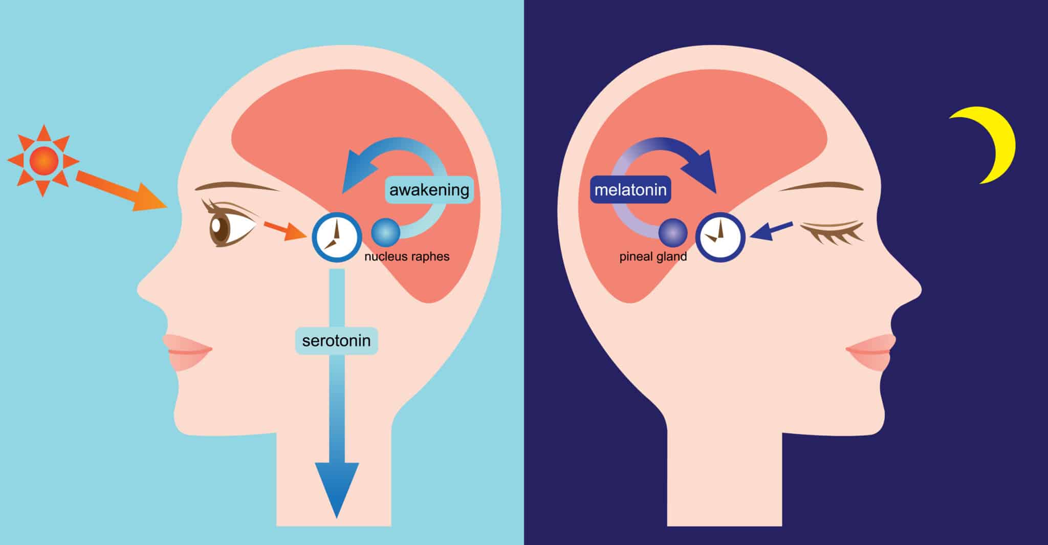 Ciclo di veglia del sonno regolato della melatonina e serotonina.