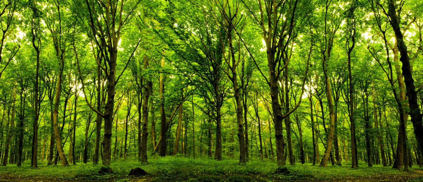 Ecco il nuovo legno in grado di assorbire la CO2