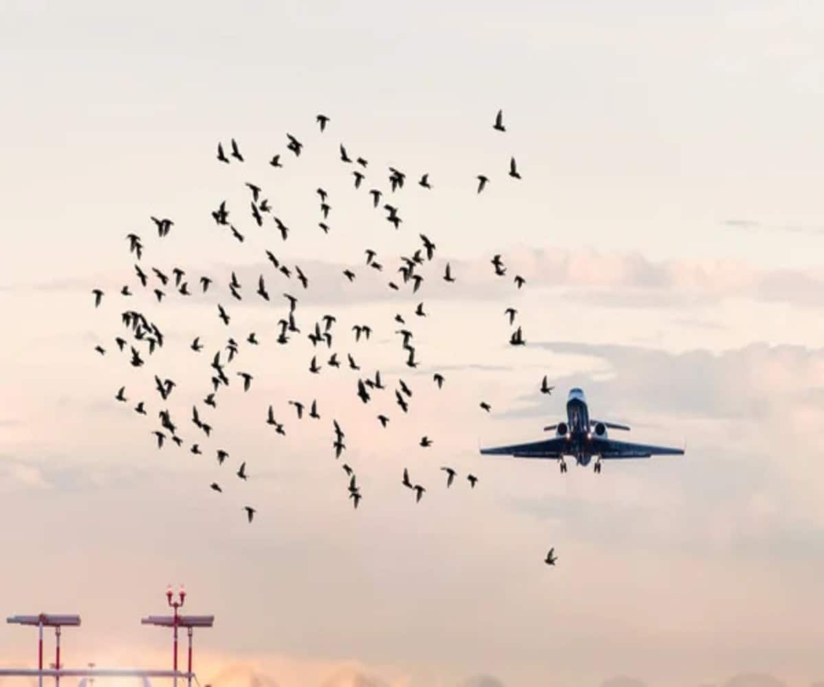 Uccelli nel motore di un aereo a L'Avana, effettuato atterraggio di emergenza