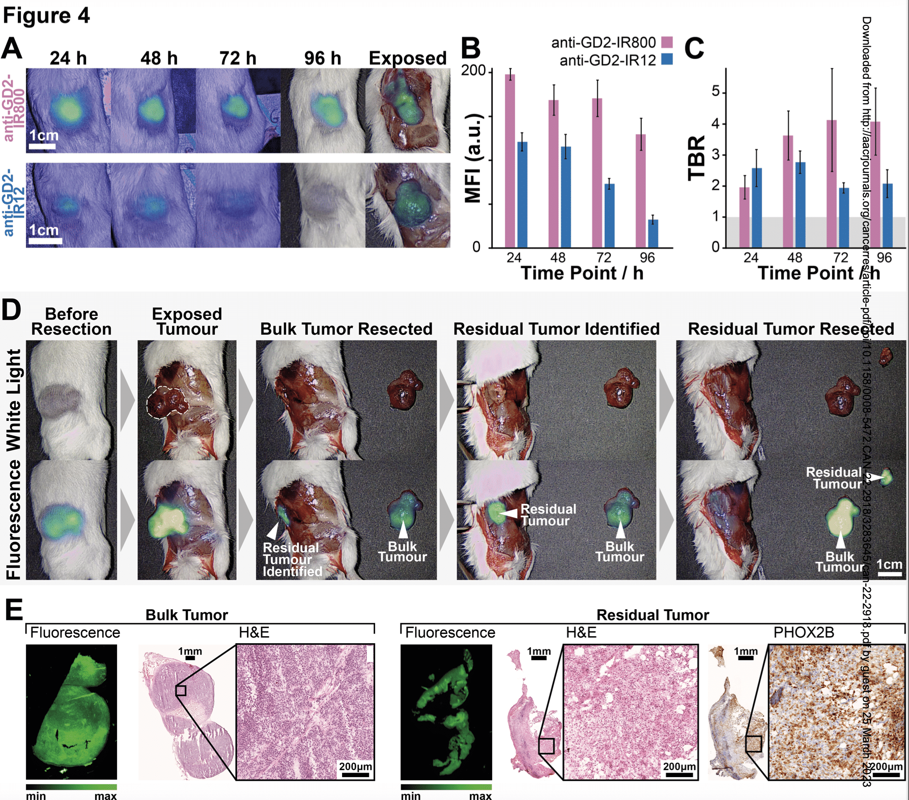 Sperimentazione in vivo dell'assorbimento tumorale di anti-GD2-IR800 e anti-GD2-IR12 utilizzando un dispositivo di imaging clinico che utilizza il vicino infrarosso disponibile in commercio - Credits: Cancer Research