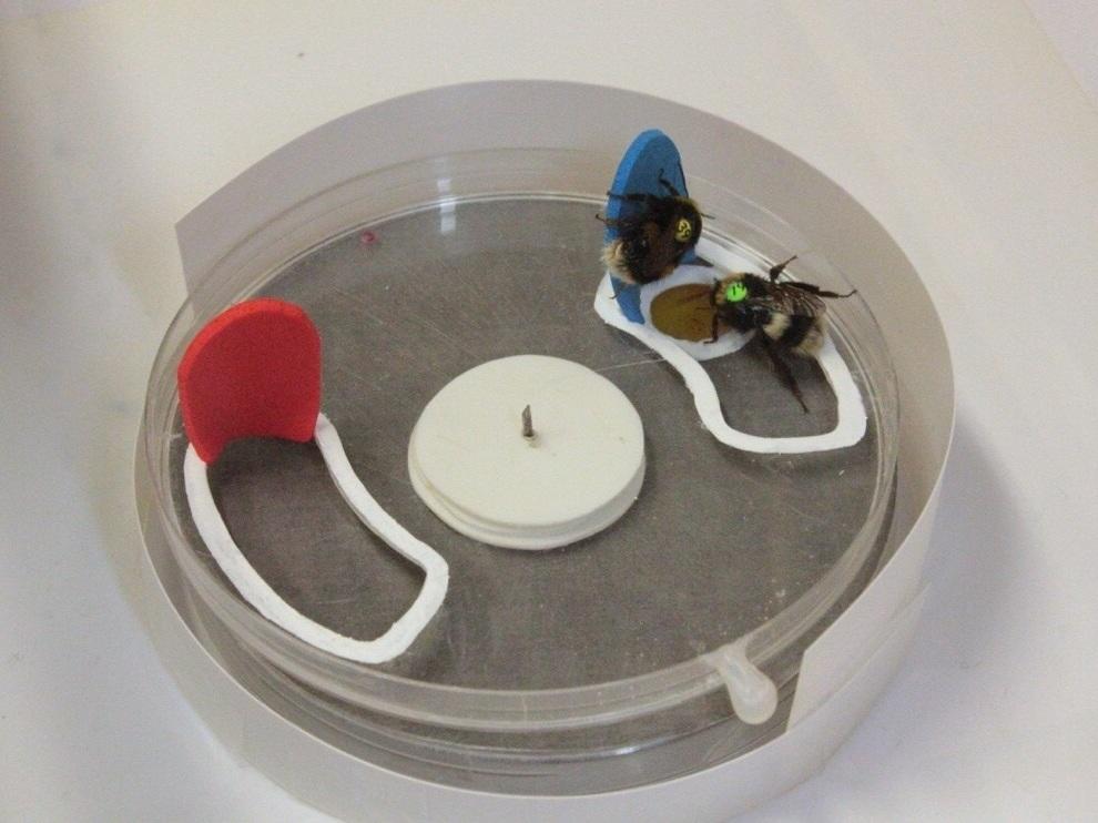Scenario appartenente allo studio. Credits: "Bumblebees acquire alternative puzzle-box solutions via social learning" Alice D. Bridges, HaDi MaBouDi, Olga Procenko, Charlotte Lockwood, Yaseen Mohammed, Amelia Kowalewska, José Eric Romero González, Joseph 