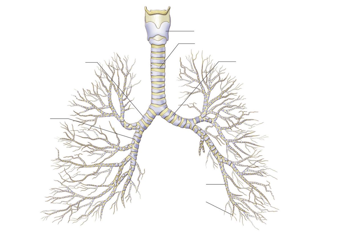 Albero bronchiale. Credits: Pearson Education