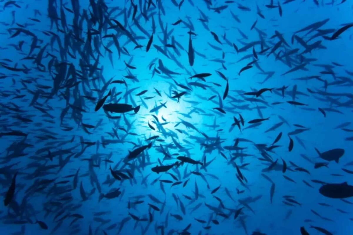 Oceani, la più grande riserva ittica minacciata dal clima - 