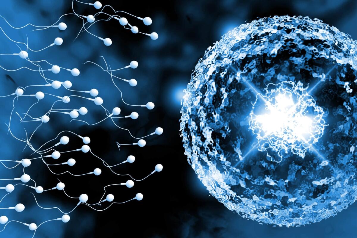 Scoperto un gene per un contraccettivo maschile reversibile - Swimming sperm race to impregnate a fertile human egg 3D digital illustration