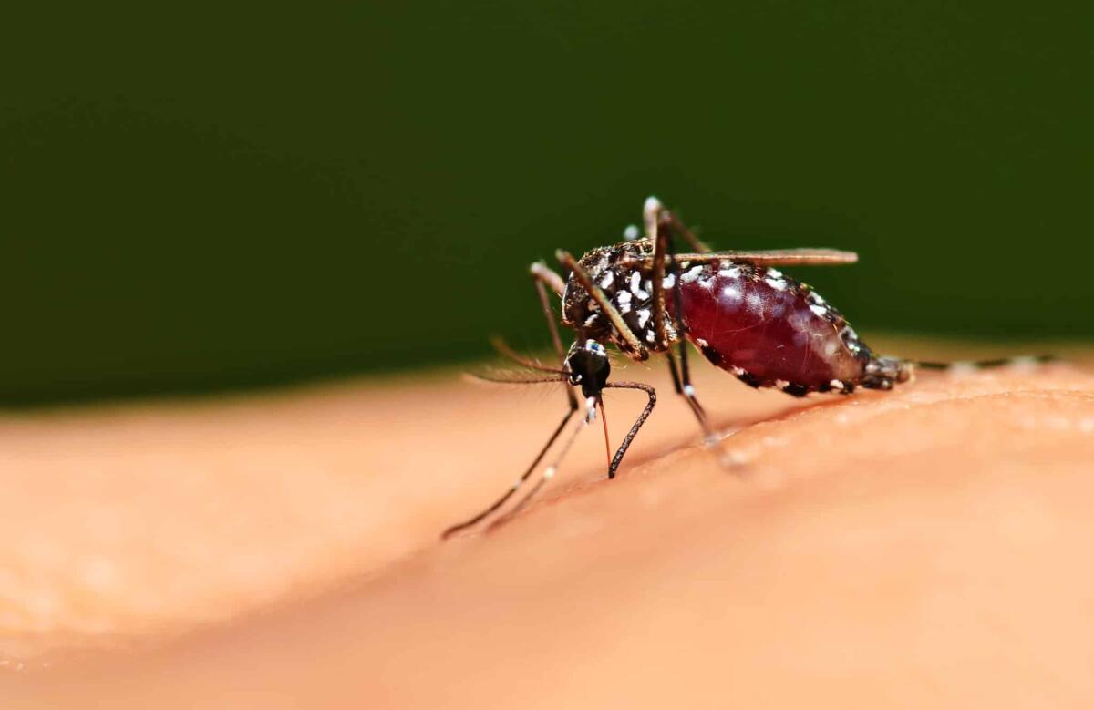 Approvato un vaccino contro la malaria efficace al 75% - Full blood on mosquito body while bite human skin