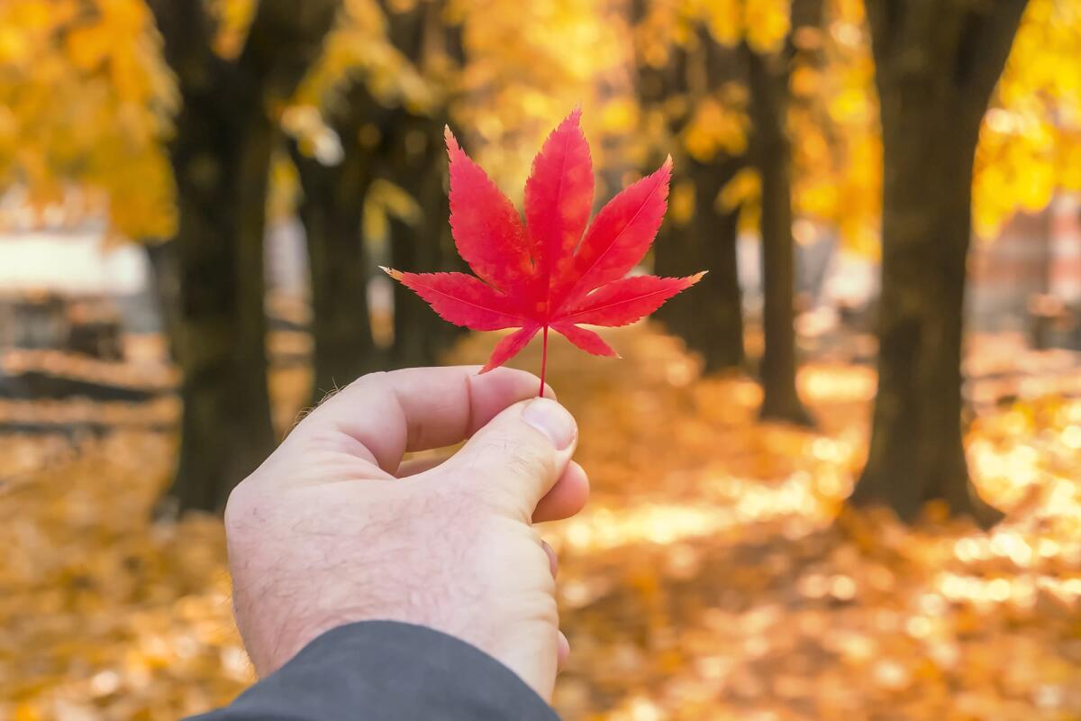 Foglia bionica per catturare energia dalla pioggia e dal vento - A man's hand holds a red maple leaf in an autumn park. Toned