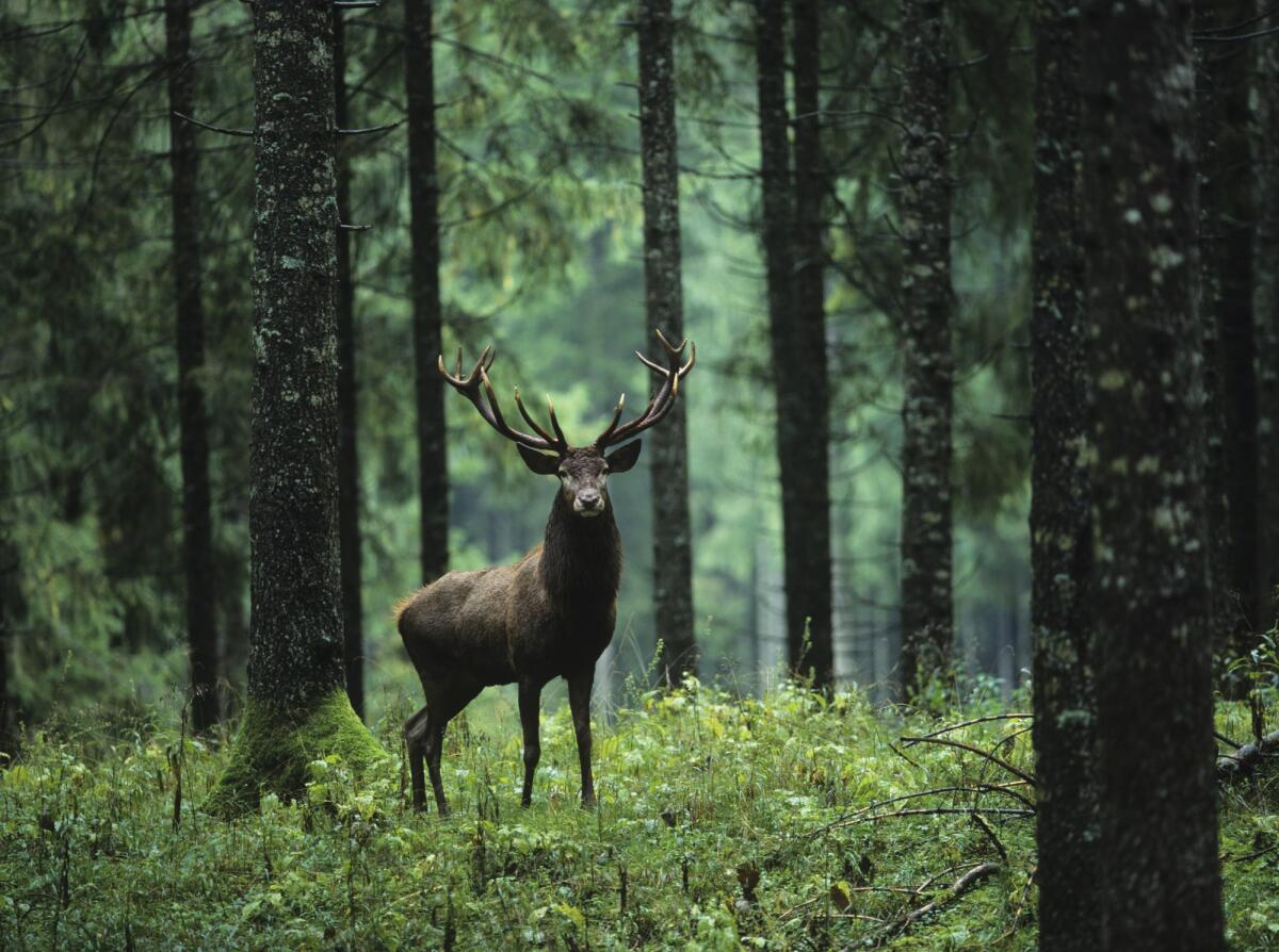La rigenerazione delle ossa umane sarà possibile grazie alle corna del cervo? - Elk in Forest