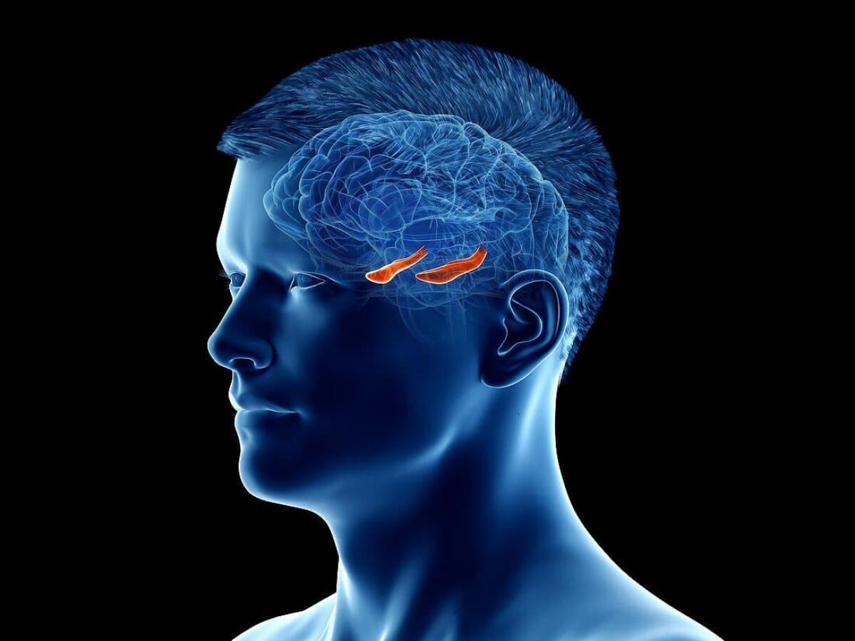 Primo scaffold 3D dell'ippocampo umano - Hippocampus of the brain, illustration