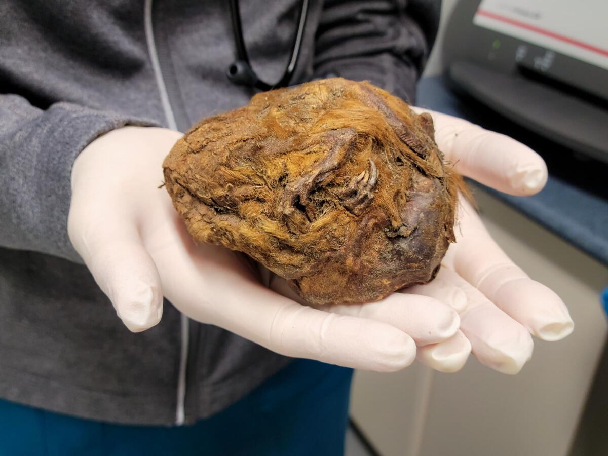 Rinvenuta palla di pelo che contiene uno scoiattolo di 30.000 anni fa - 