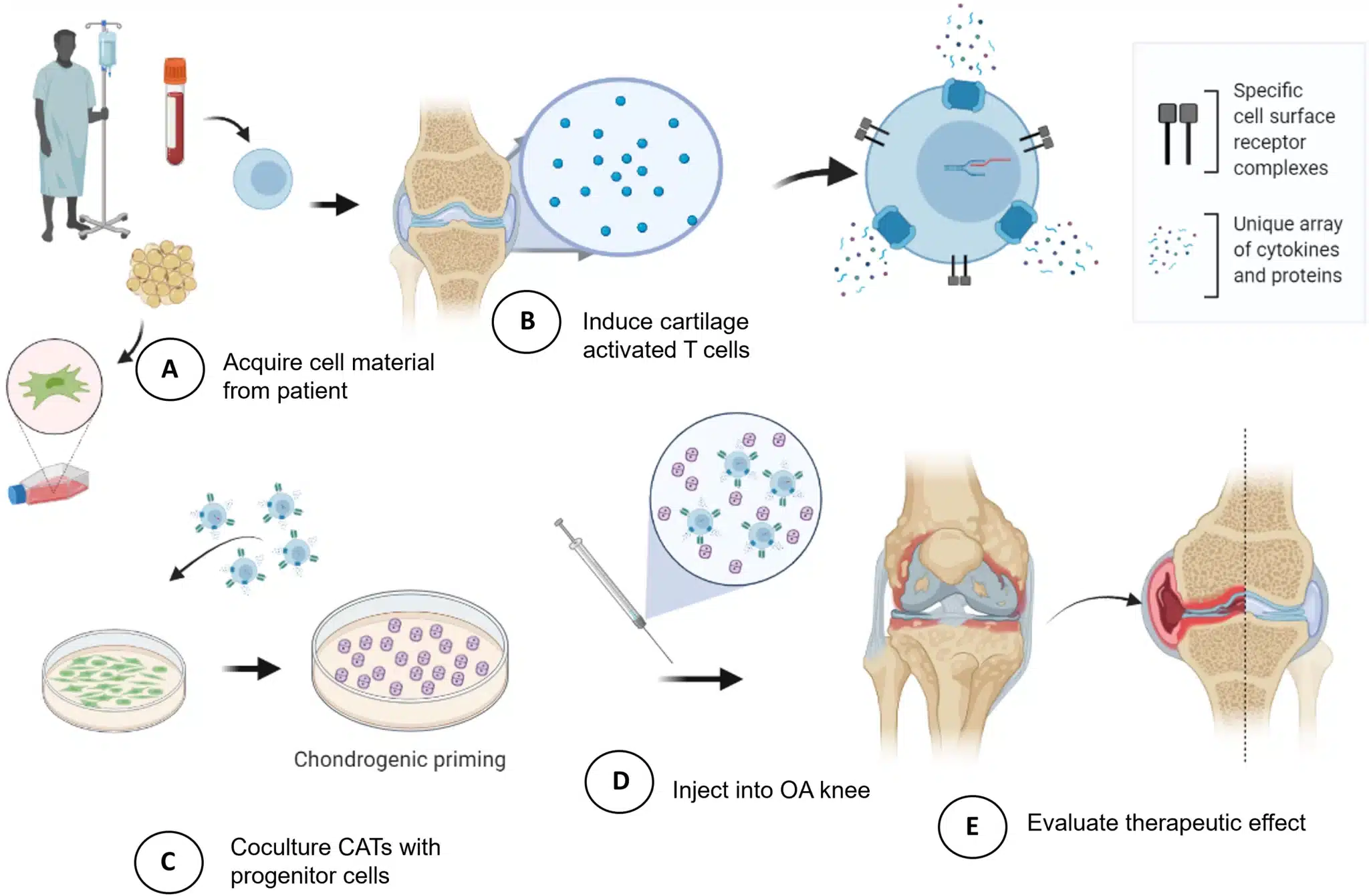 Sviluppo di un trattamento cellulare immunomodulatore e pro-rigenerativo per i pazienti affetti da osteoartrite - Credits: Science Advances