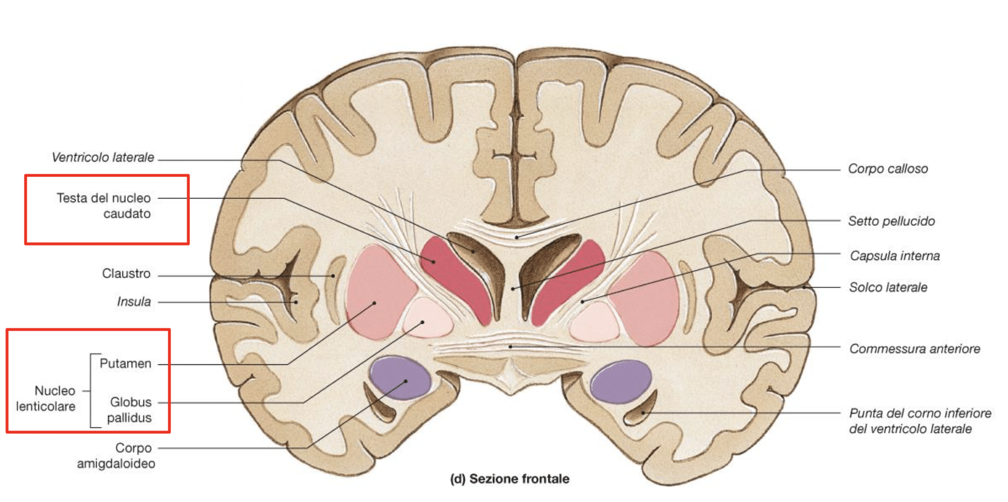Sezione trasversale anatomia del cervello - Unife