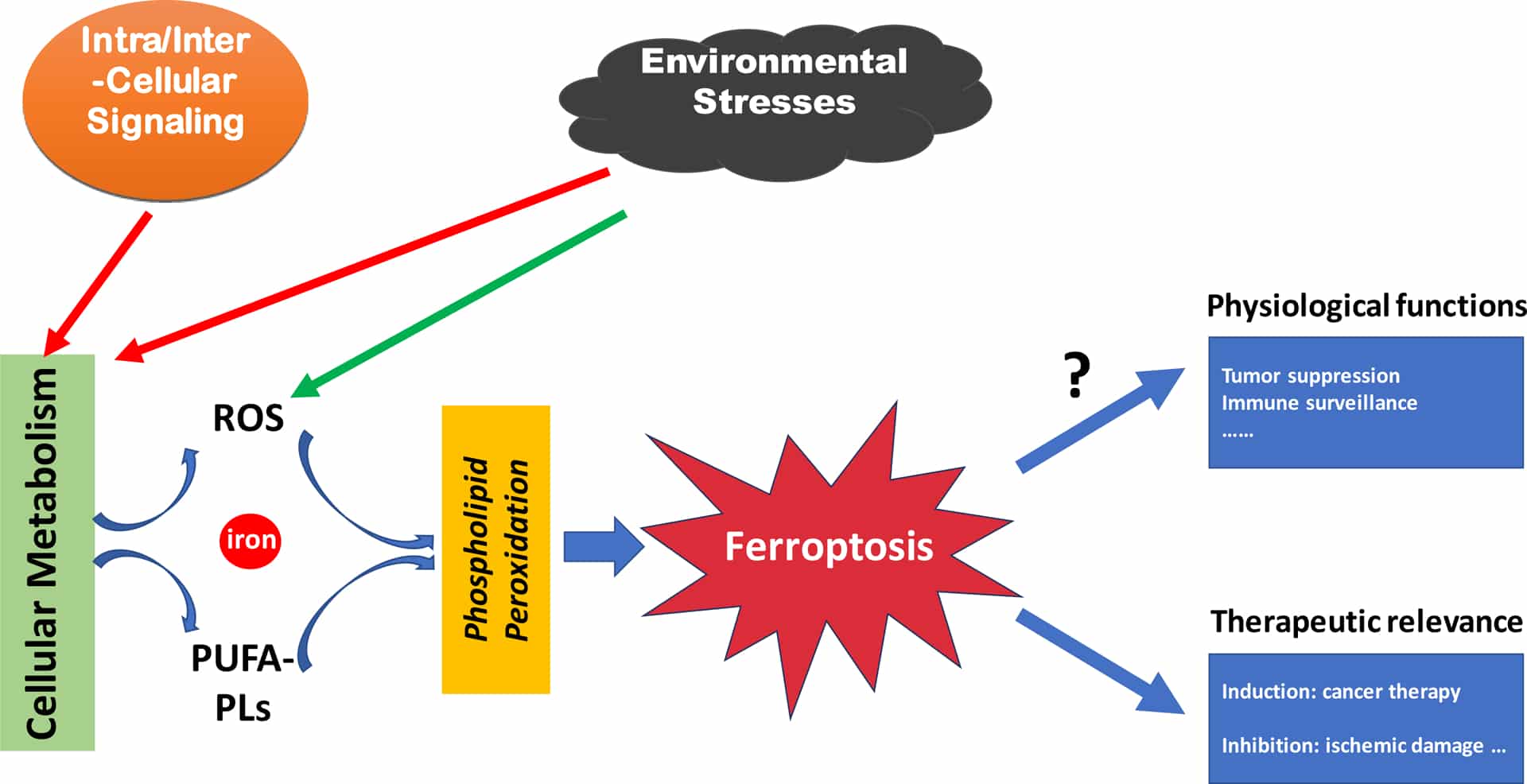Panoramica della ferroptosi - Credits: NIH
