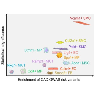 Estratto grafico della nuova ricerca effettuata sulla malattia coronarica (CAD) - Credits: Journal of Human Genetic