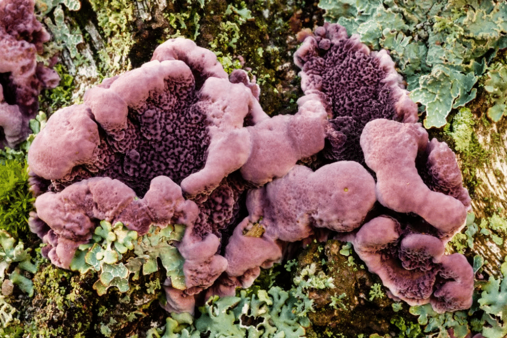 Il fungo delle piante Chondrostereum purpureum su un albero caduto. Credits: Shutterstock