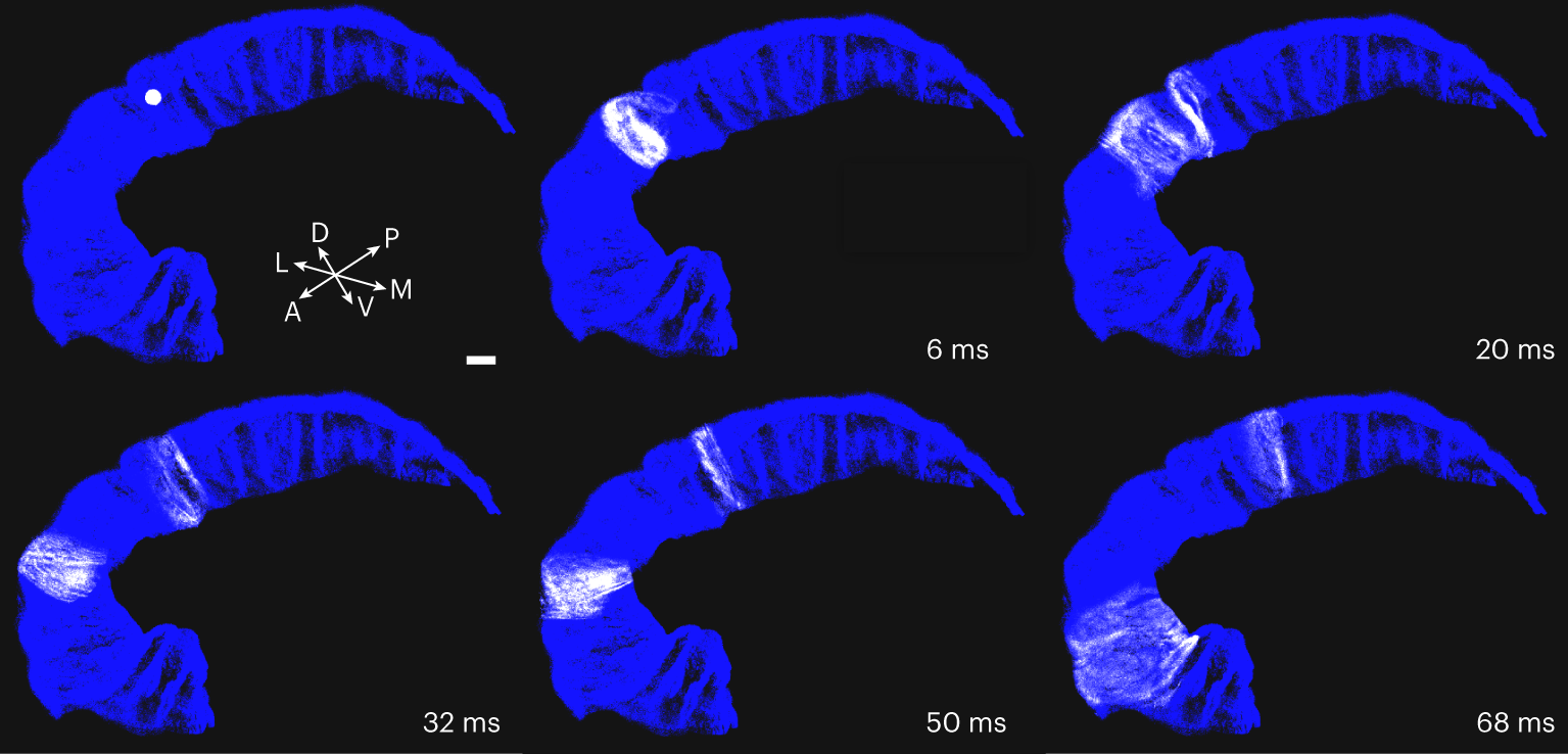 Scaffold 3D del modello dell'area CA1 ippocampo umano. Credits: Nature Computational Science