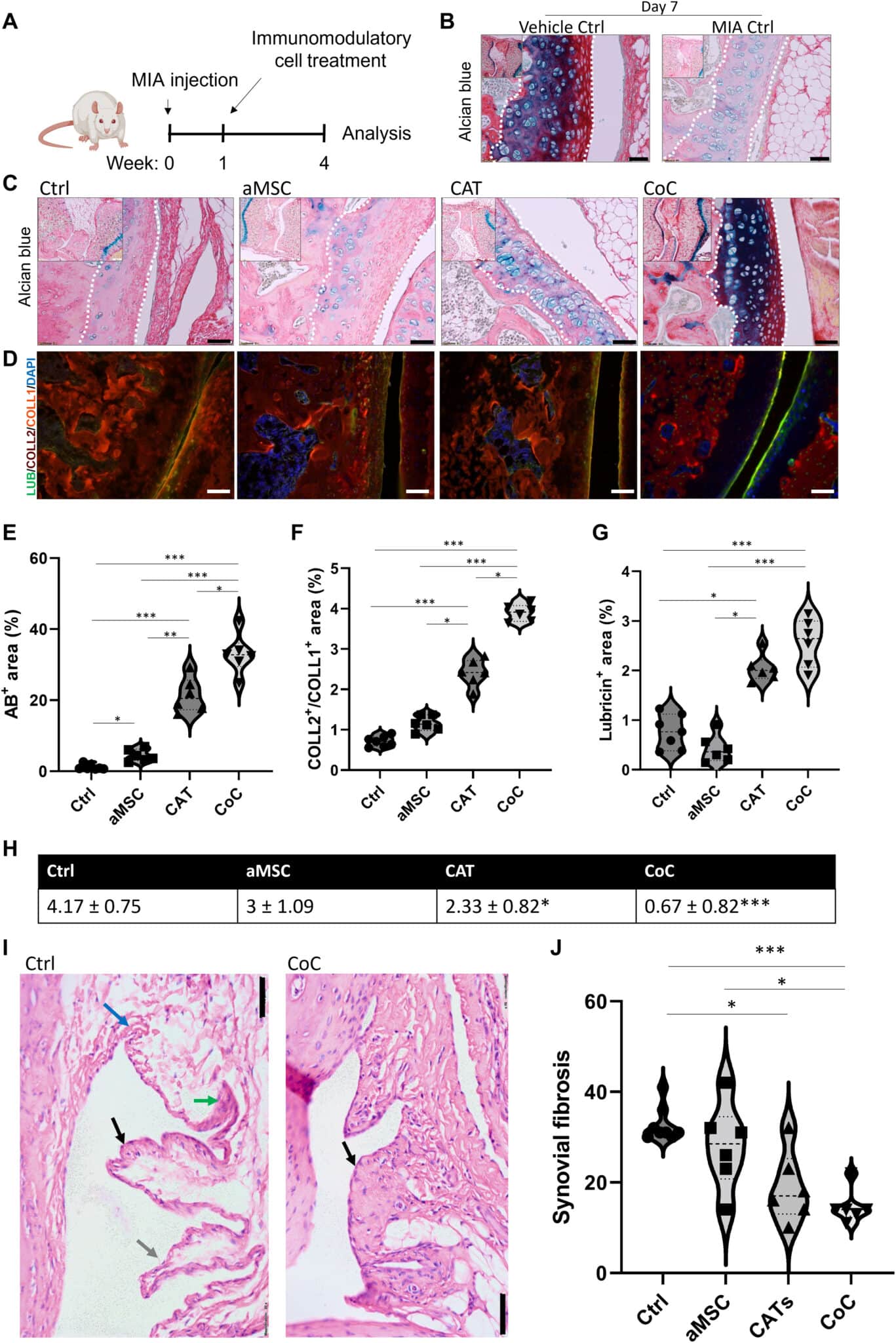 Rigenerazione funzionale della membrana articolare e sinoviale  chimicamente indotta nei topi affetti da osteoartrite - Credits: Science Advances