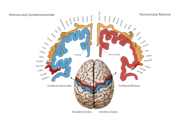 Omuncolo somatosensoriale. Credits: vivavoceinstitute.com