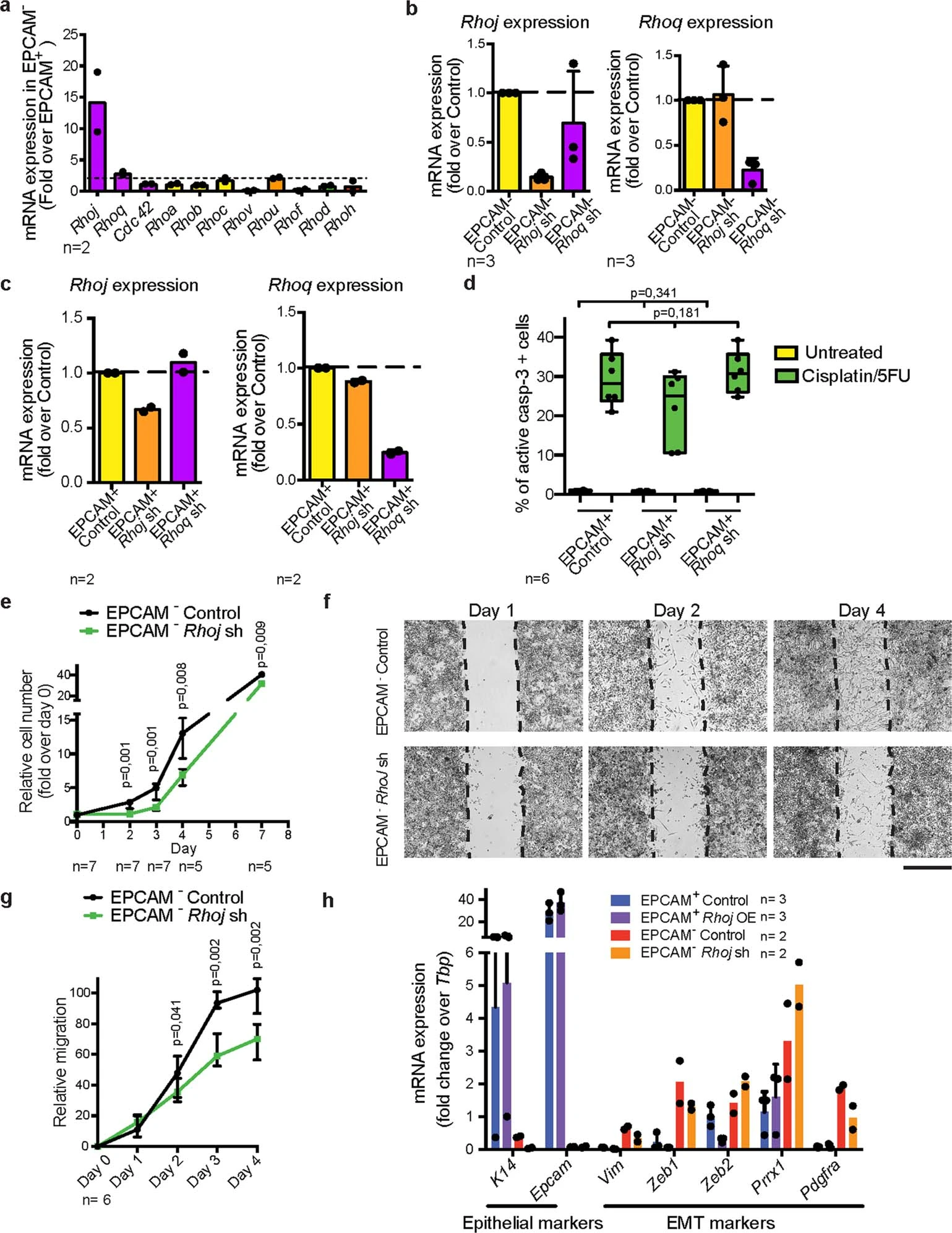 L'abbattimento di RhoJ nelle cellule tumorali EMT diminuisce la sopravvivenza, la crescita e la migrazione delle cellule senza influenzare l'espressione di EMT o marcatori epiteliali - Credits: Nature