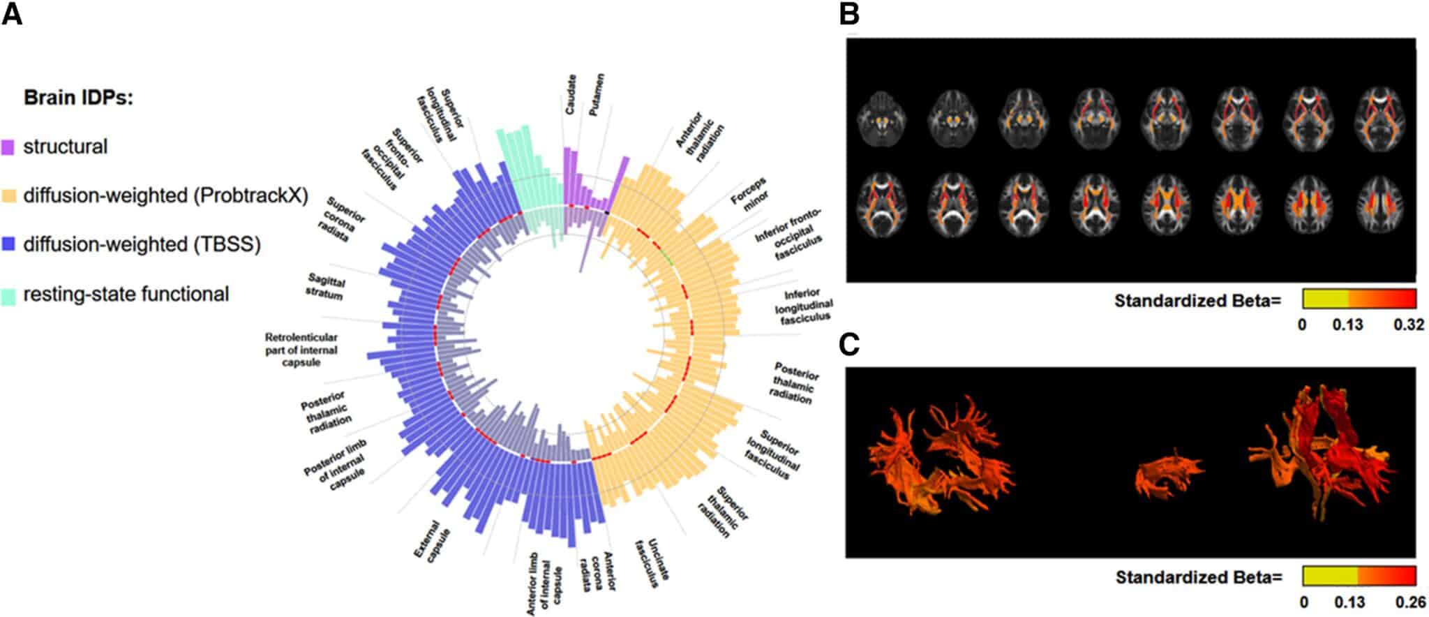 Associazione osservazionale degli IDP cerebrali con SBP e funzione cognitiva - Credits: European Heart Journal