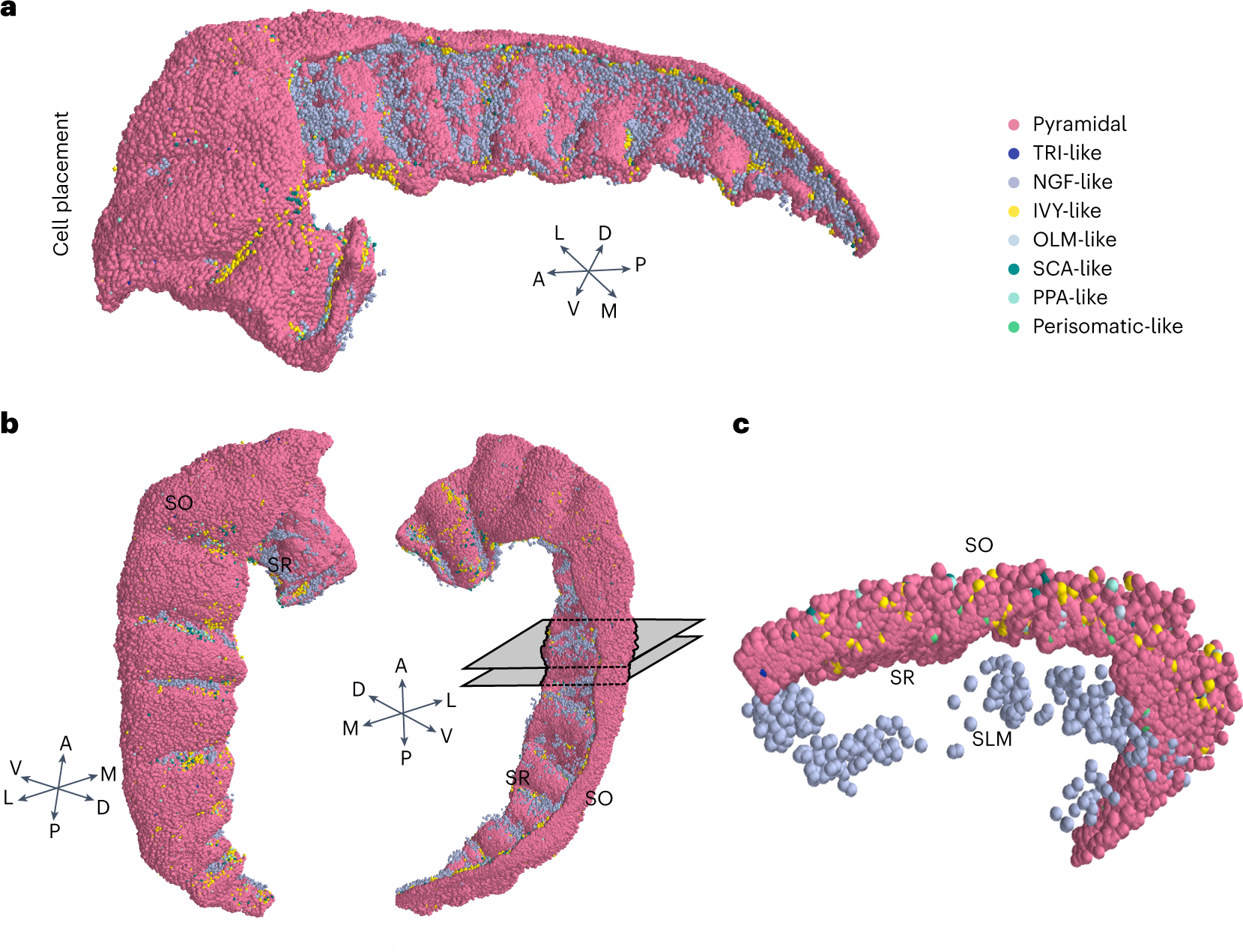Posizionamento 3D dei neuroni eccitatori (rosa) ed inibitori (blu). Credits: Nature Computational Science