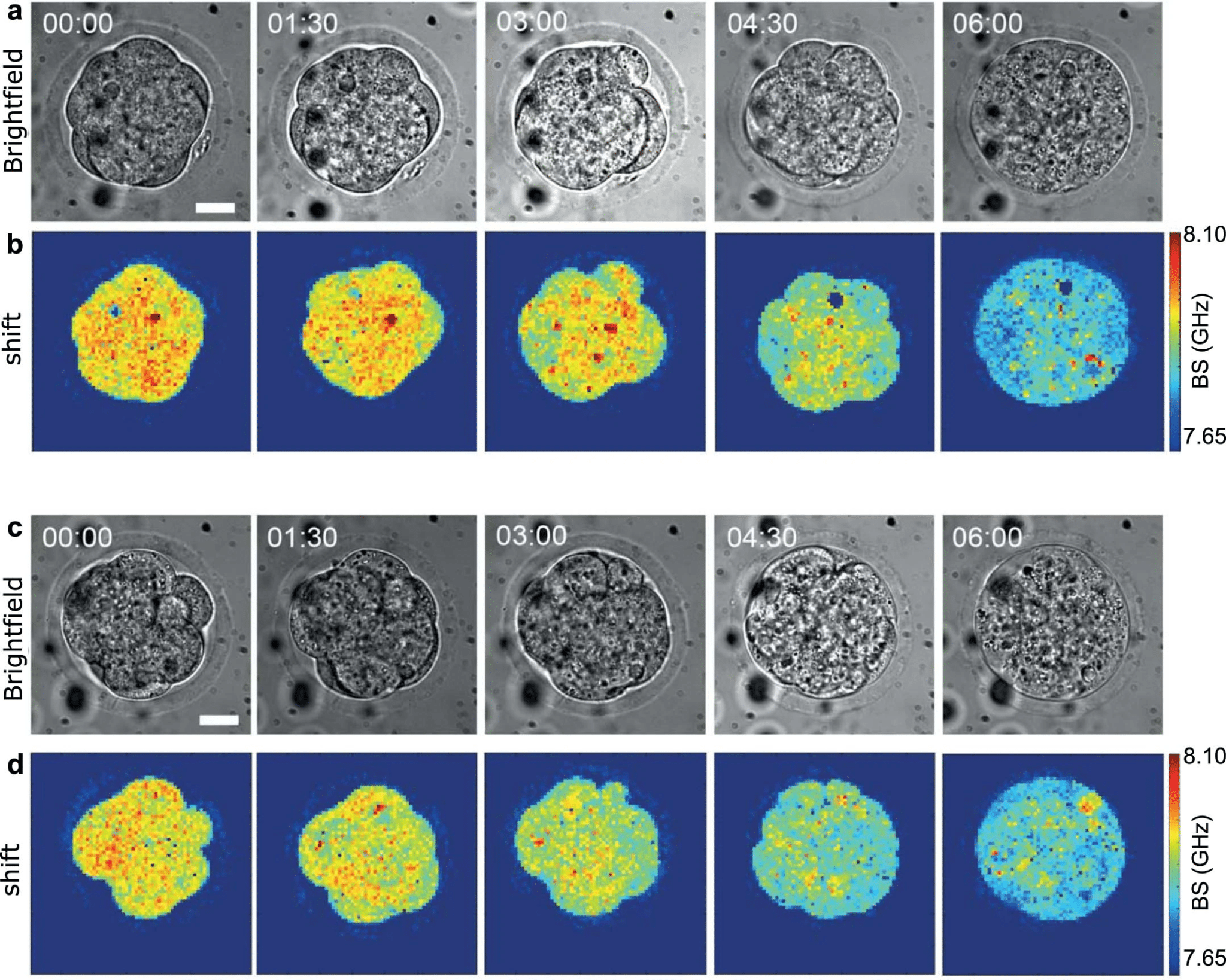 Credits - Nature Methods(a) Immagini in campo chiaro di un embrione di topo a 8 cellule che alla fine subisce la morte cellulare. (b) le immagini di Brillouin si spostano per lo stesso embrione come in a. (c) Un altro embrione rappresentativo (su 3 embrio
