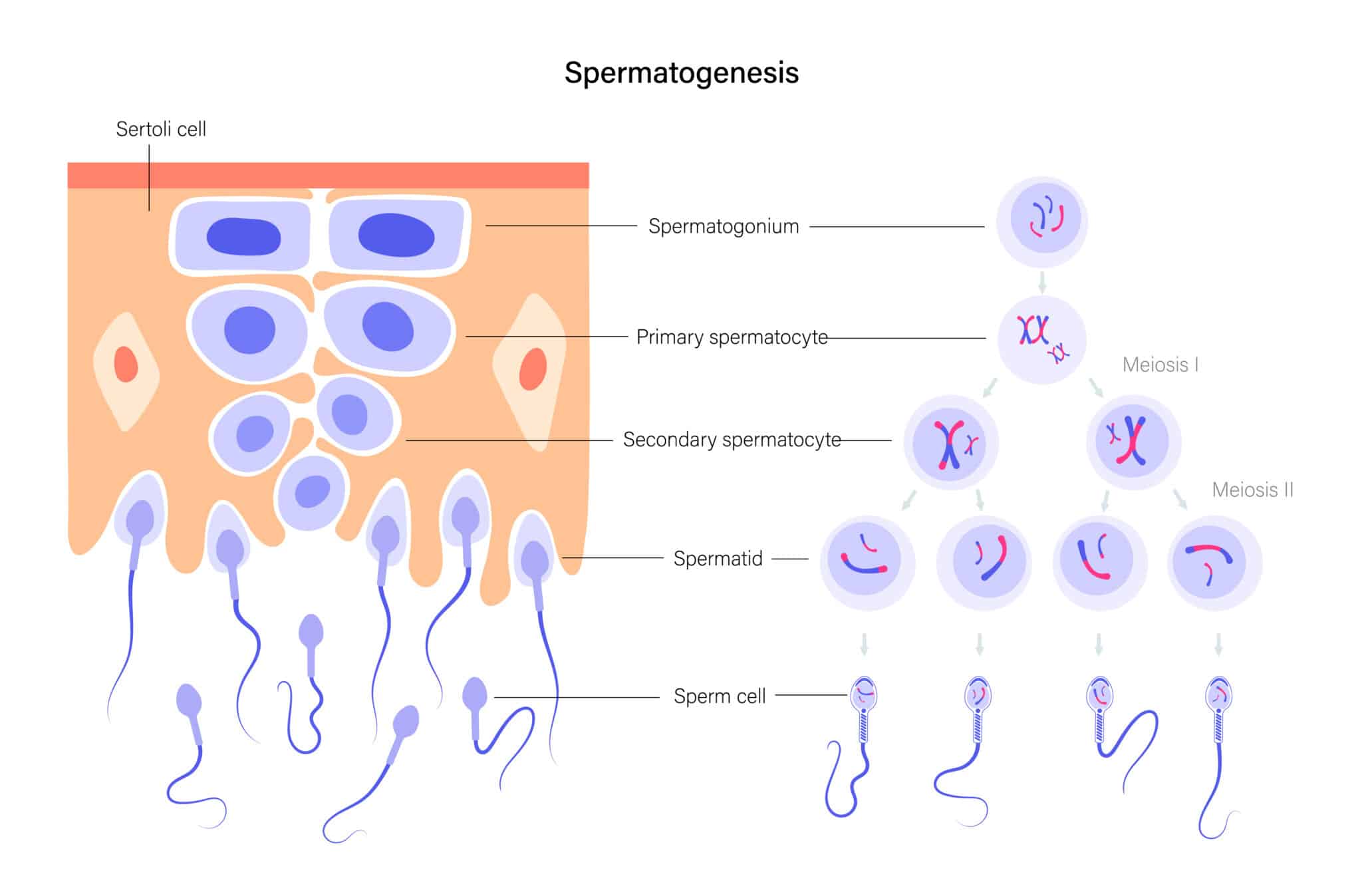 Spermatogenesis and cell division. Diploid cells. DNA replication and human reproductive system concept