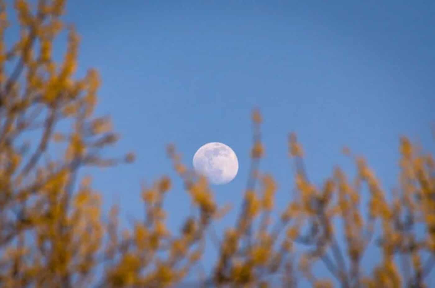luna rosa