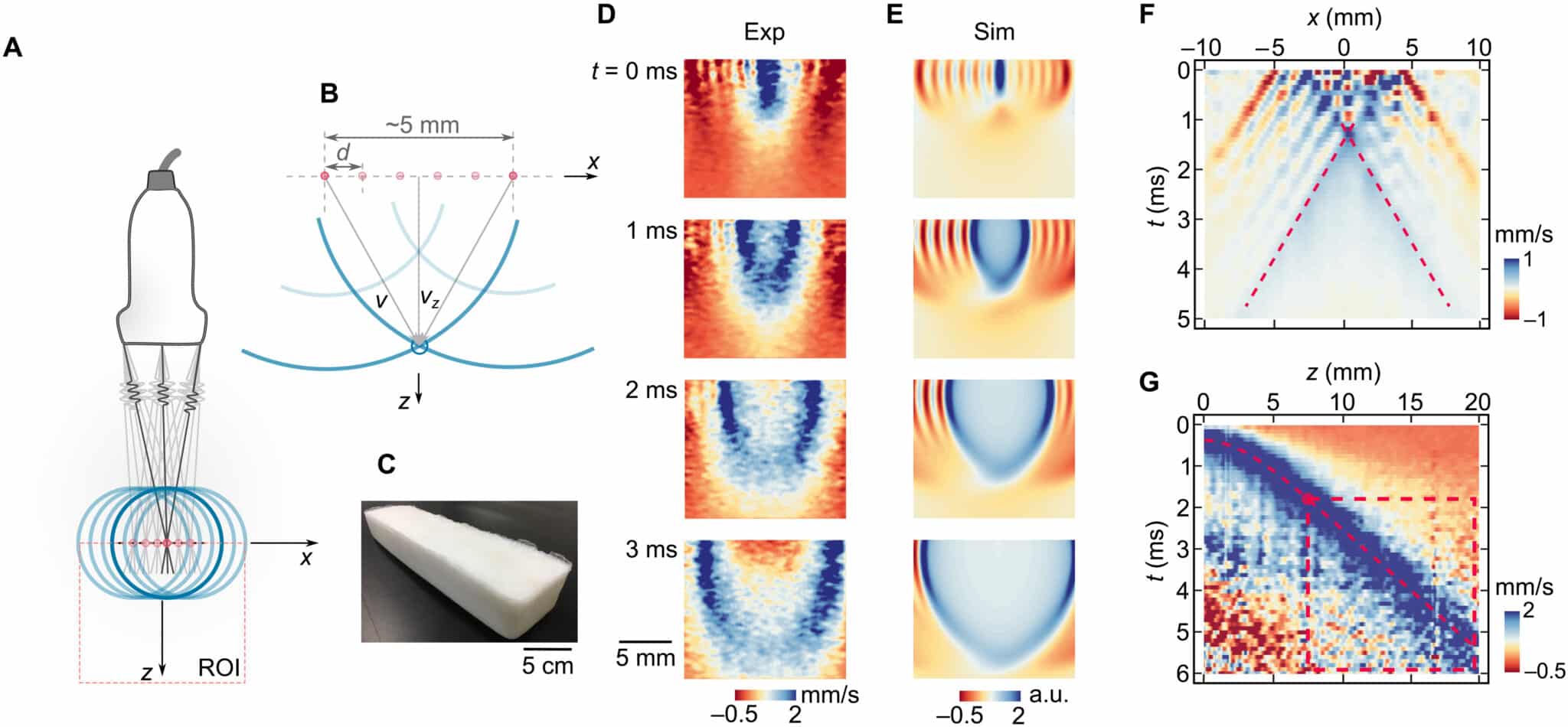 Imaging acostoelastico con la nuova onda di taglio - Credits: Science Advances