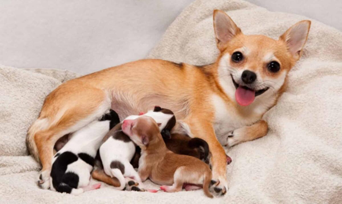 Quanto dura la gravidanza di un cane? - 