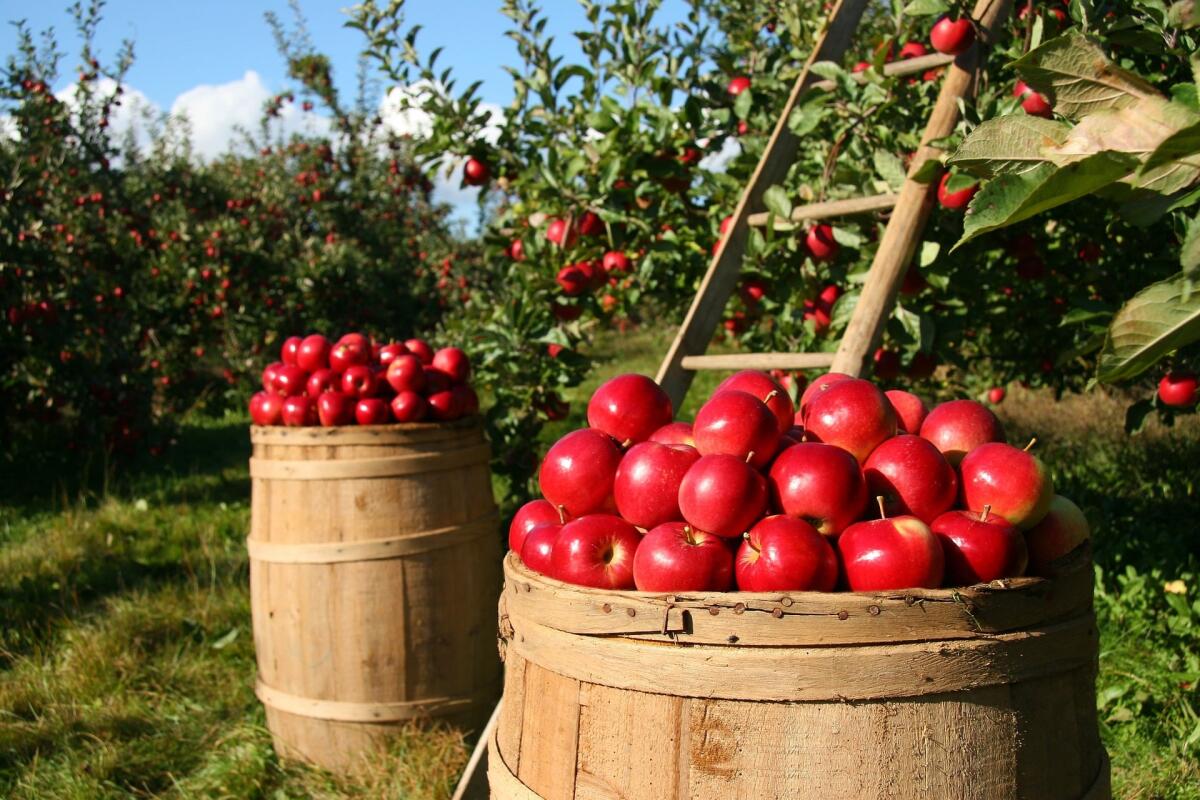ARTEA: perchè è nata l'Agenzia per le Erogazioni in Agricoltura - 