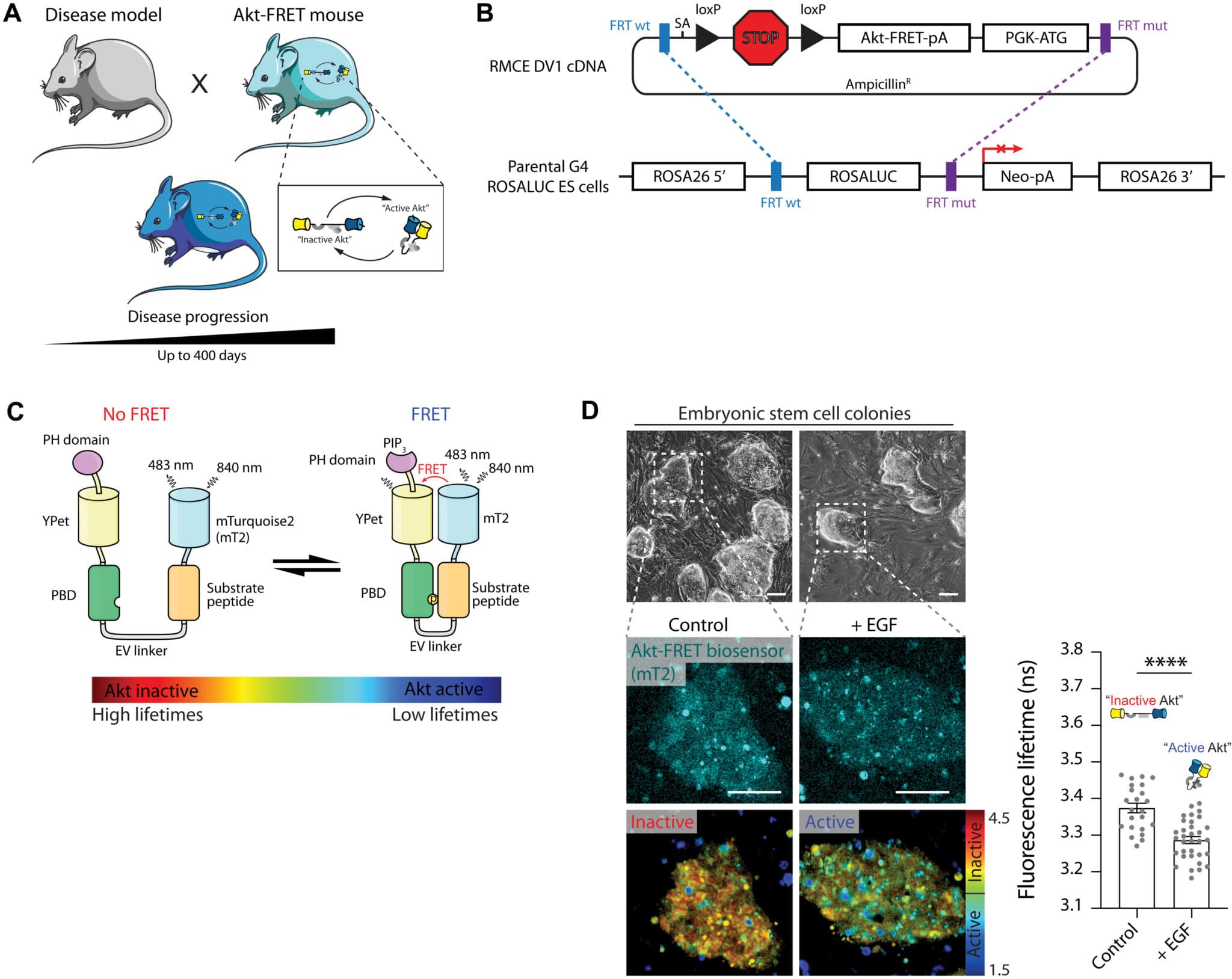 Generazione di un topo con biosensore Akt-FRET - Credits: Science Advances