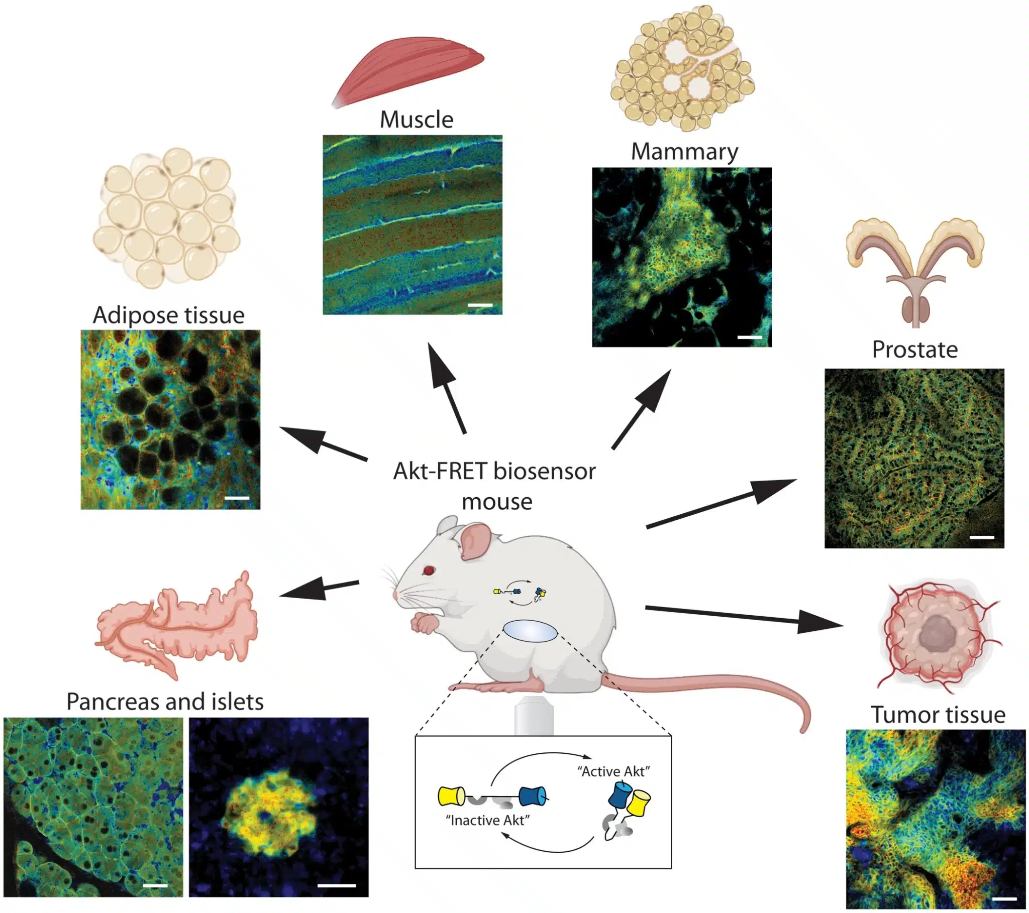 Schema della mappatura dell'attività AKT spaziotemporale in diversi sistemi di organi in vivo - Credits: Science Advances