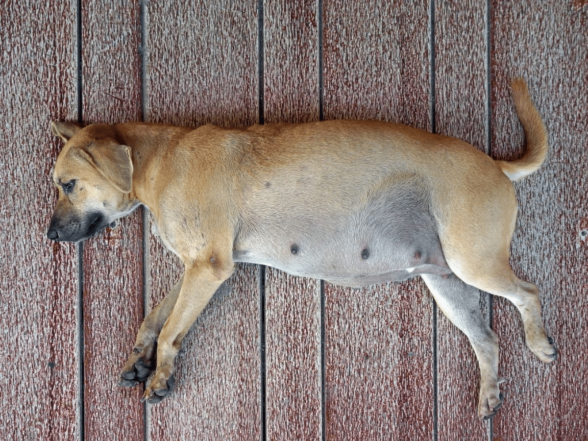 gravidanza del cane