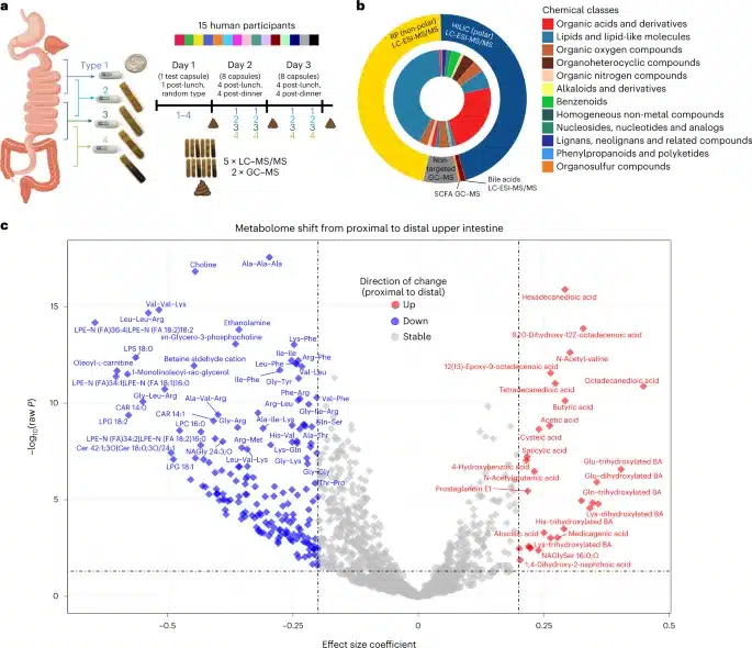 Confronto dei livelli di metabolita intestinale superiore prossimale e distale rivela differenze significative in una vasta gamma di composti - Credits: Nature Metabolism