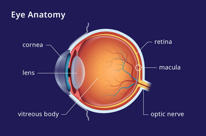 Anatomia dell'occhio. Credits: allaboutvision.com
