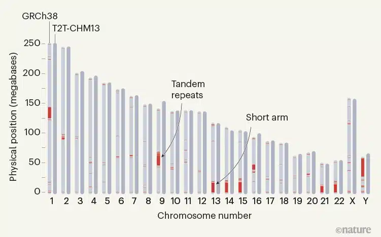 Colmare le lacune negli assemblaggi del genoma umano. Struttura degli assemblaggi del genoma umano GRCh38 e T2T-CHM13 - Credits: Nature