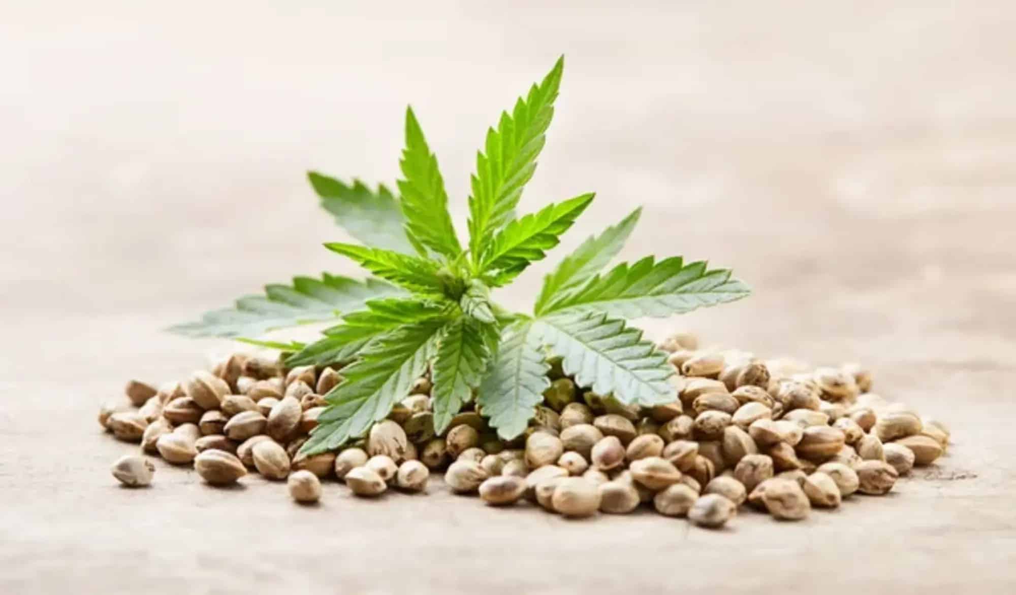 cannabis