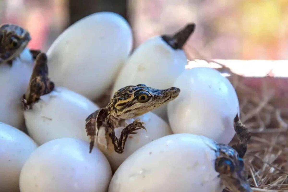 La scoperta della partenogenesi nel coccodrillo: una femmina si riproduce da sola - 