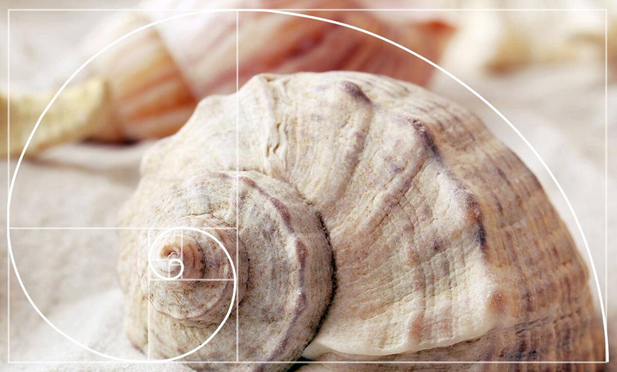 Numeri magici: come la matematica compone la natura - Illustration of golden ratio in nature. Fibonacci pattern