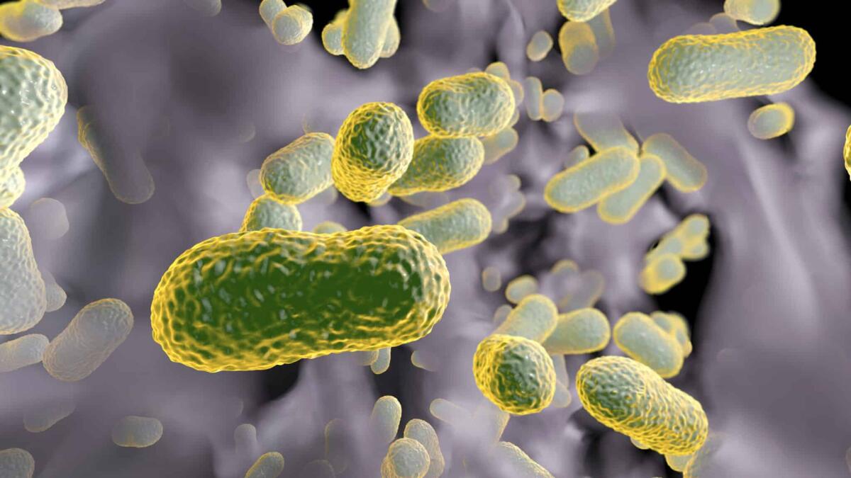 Un'AI ha identificato un farmaco contro un superbatterio - Multidrug resistant bacteria. Biofilm of bacteria Acinetobacter baumannii, the common causative agent of hospital-acquired infections 3D illustration