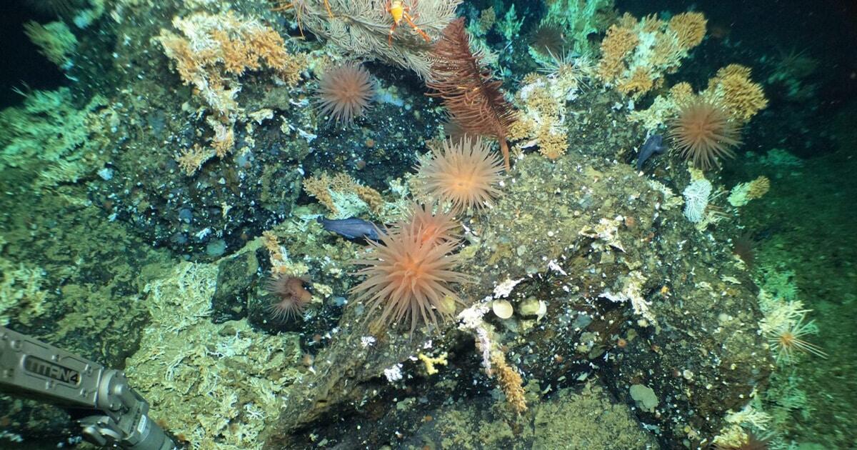 Barriere coralline incontaminate nella riserva delle Galápagos - 