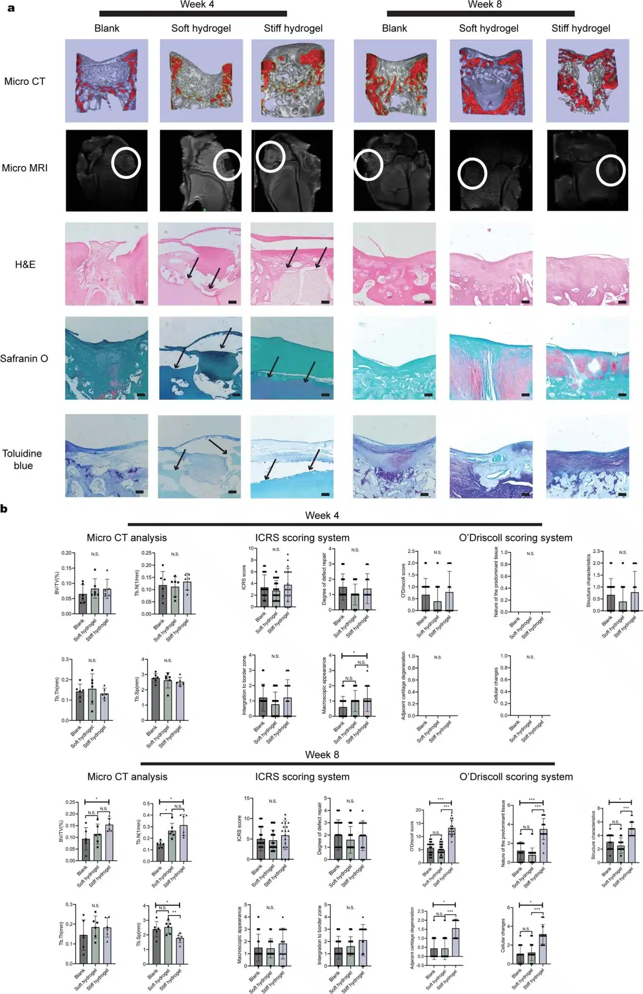 Processo di rimodellamento e rigenerazione del tessuto in diversi punti temporali - Credits: Nature