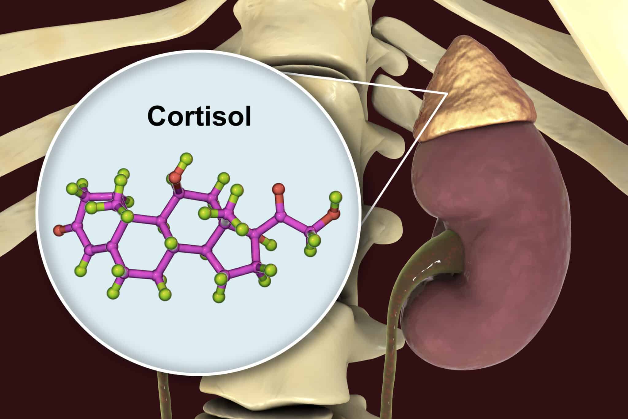 cortisone