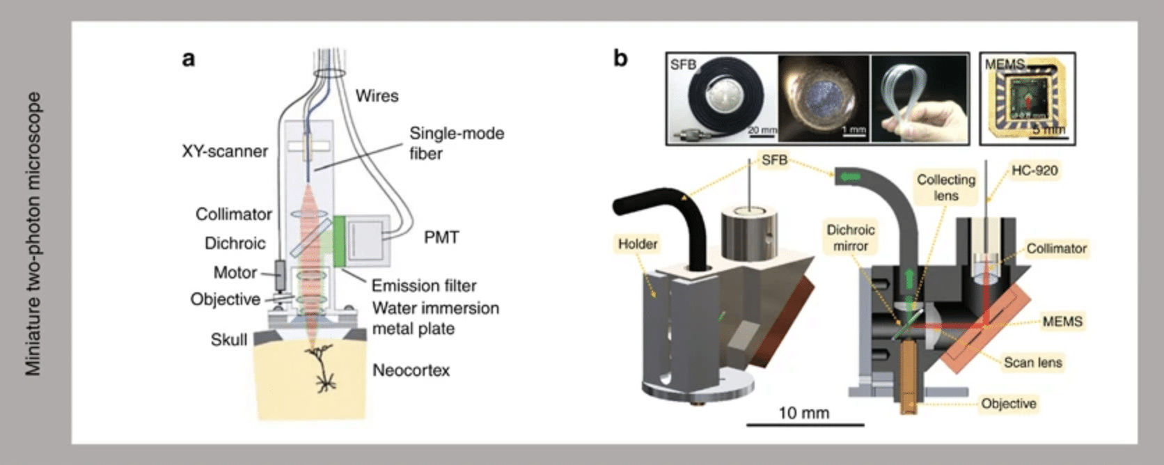 Microscopio a due fotoni - Credits: Light: Science & Applications