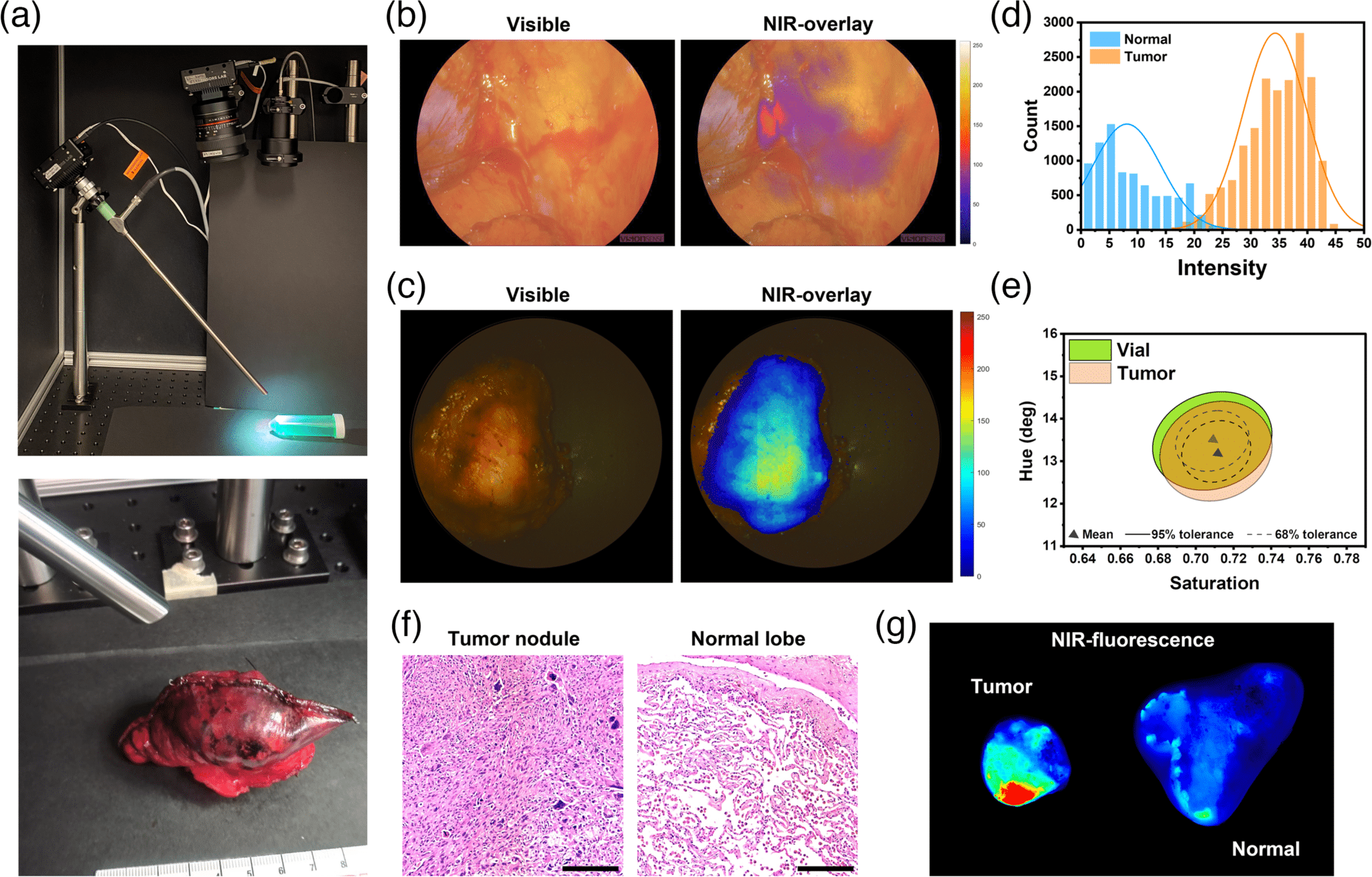 Utilizzo clinico del nuovo prototipo mediante imaging di noduli di cancro al polmone marcati con fluorescenza su un tavolo in sala operatoria - Credits: Journal of Biomedical Optics