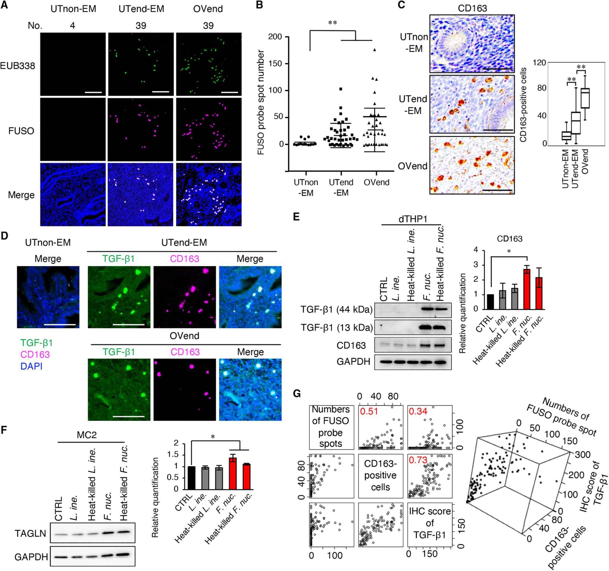 L'infezione da Fusobacterium influenza il microambiente dell'endometrio - Credits:  SCIENCE TRANSLATIONAL MEDICINE